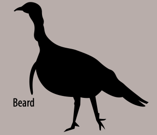 Turkey Beard