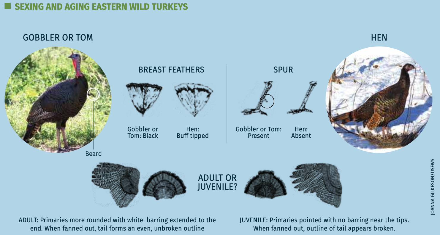 SEXING AND AGING EASTERN WILD TURKEYS
