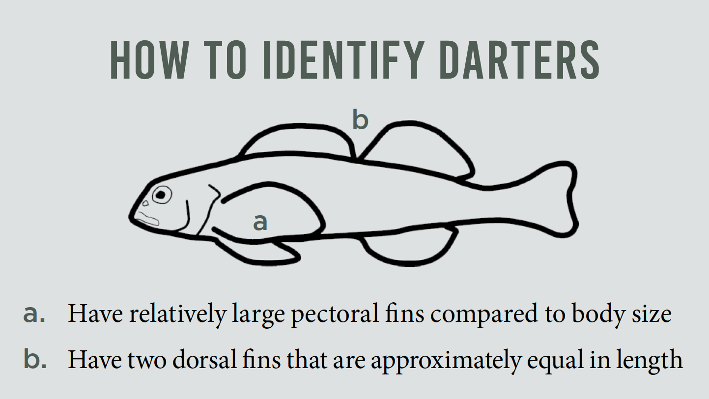 How to Identify Darters